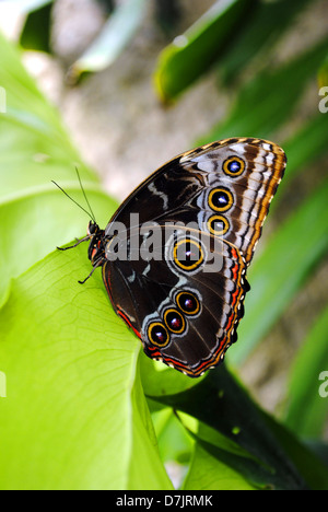 Blauen Morpho Schmetterling lateinische Name Morpho peleides Stockfoto