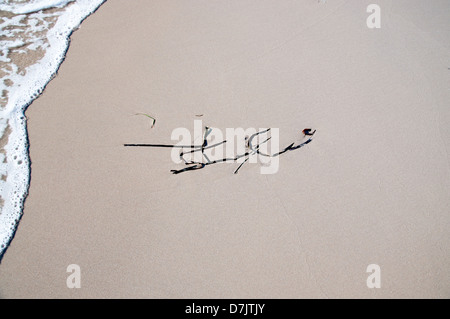 Neptuns Gabel und Linie der Schaum des Meeres. Neptun-Buchstaben - Spiel mit Seegras auf feinen nassen Sand. Cabo Roig-La Zenia, Orihuela, Costa Stockfoto