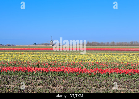 viele bunte Tulpen und holländischen Windmühle, Holland Stockfoto