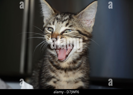 Porträt eines jungen Tabby Katze Kitten mit offenem Mund und Zunge heraus mit humorvollen Ausdruck Stockfoto