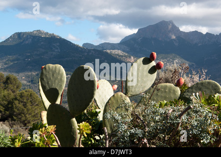 Feigenkakteen und Tramuntana-Gebirge im Hintergrund. Stockfoto