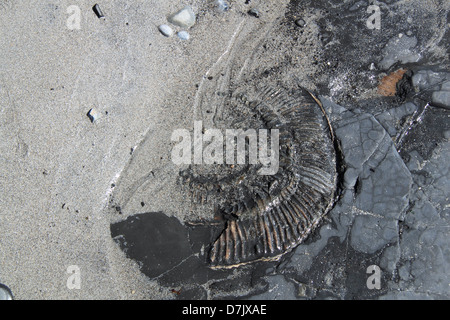 Ammonit Fossil im Kimmeridge Bay, Smedmore Estate, Isle of Purbeck, Dorset, England, Großbritannien, Deutschland, UK, Europa Stockfoto