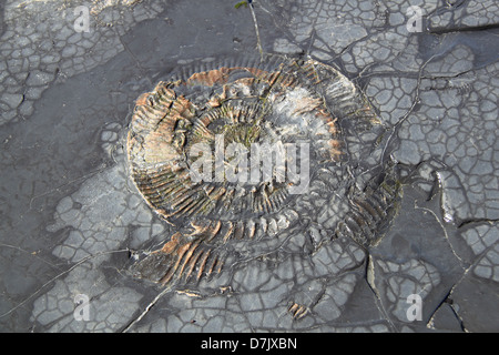 Ammonit Fossil im Kimmeridge Bay, Smedmore Estate, Isle of Purbeck, Dorset, England, Großbritannien, Deutschland, UK, Europa Stockfoto