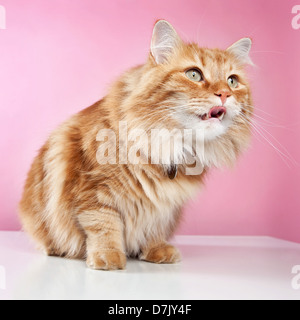 Low-POV flauschige orange Manx Katze mit Zunge in Erwartung vor rosa Hintergrund Stockfoto