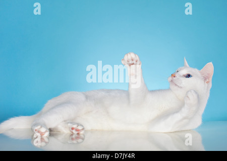 Reine weiße Katze mit blauen Augen in Spiellaune vor blauem Hintergrund Stockfoto
