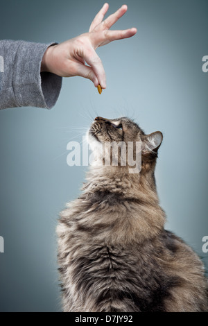 Flauschige graue Tabbykatze erhalten ein Genuss Stockfoto