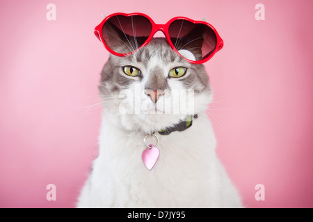 Katze, die ich getrost auf Kamera mit roten Valentine Sonnenbrille thront oben auf Kopf vor rosa Hintergrund. Stockfoto