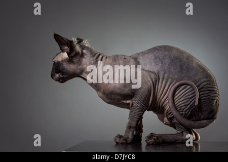 Seite Porträt von Sphinx Katzenallergie Schwanz gewickelt vor grauem Hintergrund im studio Stockfoto