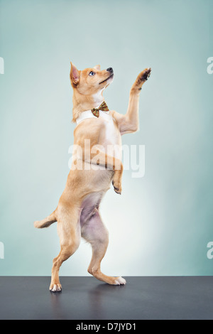 Ein Basenji Chihuahua Hund trägt Fliege und stehen im Studio mit Pfote, aufgewachsen in Gruß Stockfoto