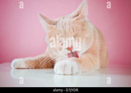 Zufriedene Katze leckt Pfoten vor rosa Studio-Hintergrund Stockfoto