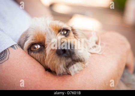 Niedliche Terrier Welpen suchen auf als Master hält ihr in seinem Schoß. Stockfoto