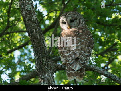 Streifenkauz (Strix Varia), White Rock Lake, Dallas, Texas Stockfoto