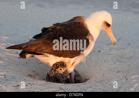 Laysan Albatross-Elternteil brütet junges Küken im Nest aus einer Höhle im Sand, abends auf dem Midway-Atoll. (Phoebastria immutabilis) Stockfoto