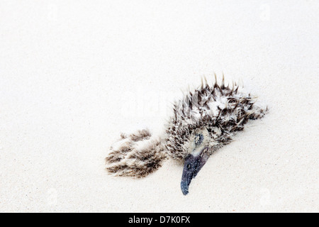 Ein Laysan Albatross Küken, das bei einem schweren Sturm durch Sandblasen begraben wurde. Das Küken wurde gerettet und überlebte. Stockfoto