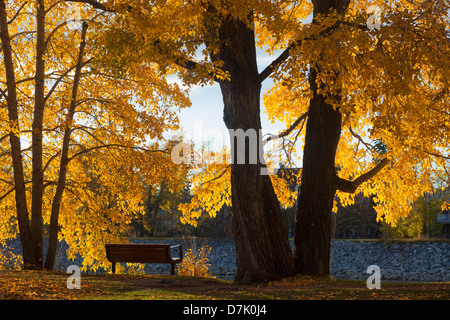 Im Prince's Island Park im Bow River in Calgary, Kanada, könnt ihr die bunten Bäume der Parkbank bewundern Stockfoto