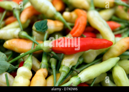 Capsicum Annuum Reifen Red hot Chili Peppers unter Chilischoten Stockfoto