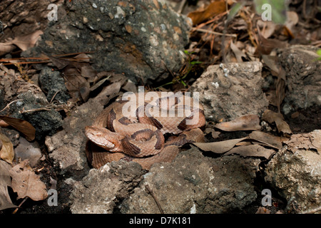 Südlichen Copperhead Aalen zwischen Felsen Stockfoto