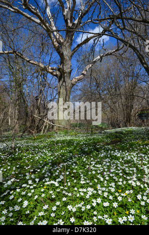 Teppich aus Holz Anemonen und eine alte Eiche in einem schwedischen Wald auf der Insel Öland Stockfoto