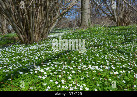 Holz-Anemonen unter Gretas und Eichen in einem schwedischen Wald auf der Insel Öland. Stockfoto