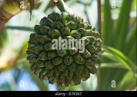 Gemeinsame Screwpine (Pandanus Utilis), Pandanaceae Familie, botanische Garten von Rio De Janeiro, Brasilien Stockfoto