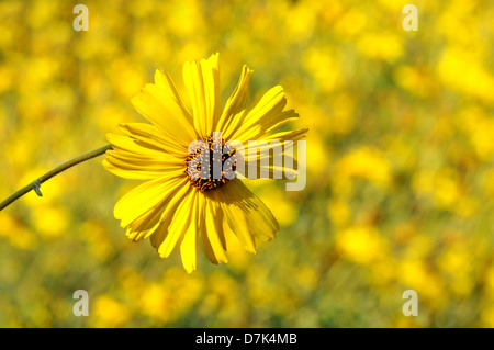 Nahaufnahme von einem gelben Gänseblümchen mit einem Fokus-Hintergrund. Querformat. Stockfoto