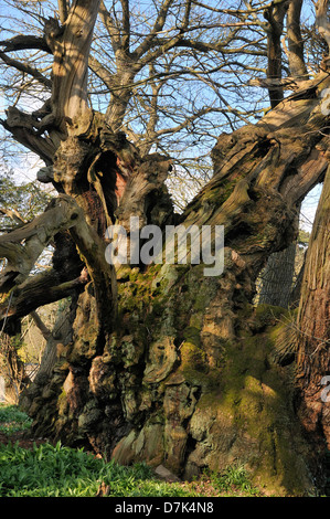 Tortworth Kastanie - Castanea Sativa über 800 Jahre alt bestimmt einer der fünfzig große britische Bäume Stockfoto