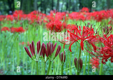 Lycoris Radiata in Kinchakuda, Hidaka, Saitama Japan Stockfoto