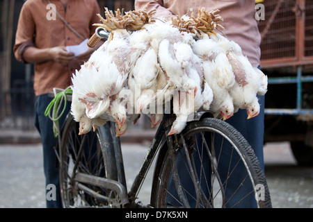 Kauf und Verkauf von lebenden Hühnern in Mumbai, Indien Stockfoto