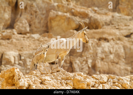 Israel, Negev, weibliche nubische Steinböcke (Capra Ibex Nubiana AKA Capra Nubiana) mit ihrem jungen Stockfoto