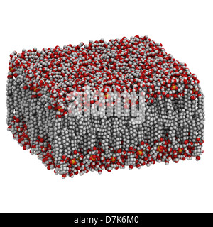 Palmitoyloleoylphosphatidylcholine (POPC) Lipid Bilayer im Wasser, Molekülmodell. Stockfoto