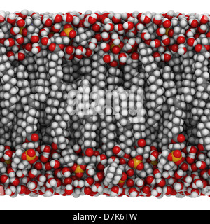 Palmitoyloleoylphosphatidylcholine (POPC) Lipid Bilayer im Wasser, Molekülmodell. Stockfoto