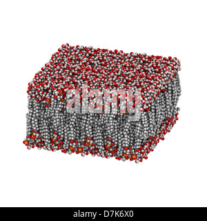 Palmitoyloleoylphosphatidylethanolamine (Papst) Lipid Bilayer Membran im Wasser, Molekülmodell. Stockfoto