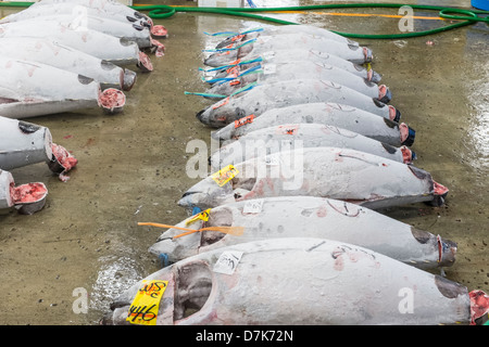 Großen gefrorenen Thunfisch auf Boden des Lagers in der Tsukiji-Fischmarkt, die größte in der Welt, Tokyo, Japan Stockfoto