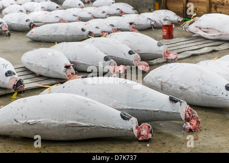 Großen gefrorenen Thunfisch auf Boden des Lagers in der Tsukiji-Fischmarkt, die größte in der Welt, Tokyo, Japan Stockfoto