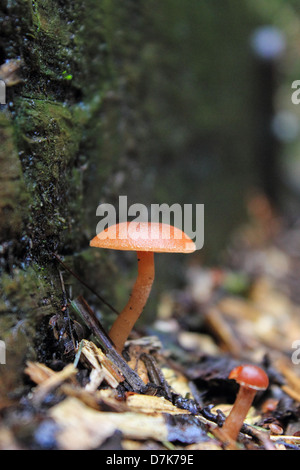 Pilze wachsen unter Moos. Stockfoto