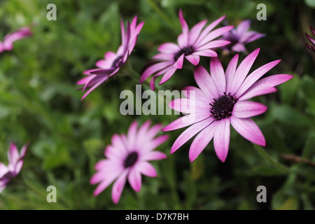 Rosa/lila Osteospermum Blumen. Stockfoto