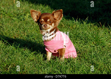 Hund, Chihuahua Stockfoto