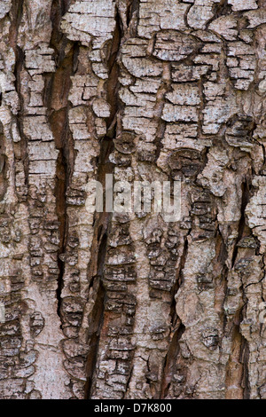 Acer Saccharum. Sugar Maple Baumrinde. Rock maple Stockfoto