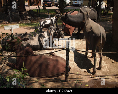 Eine Herde von Kühen in einem kulturellen Heritage Center in Arusha in Tansania Stockfoto