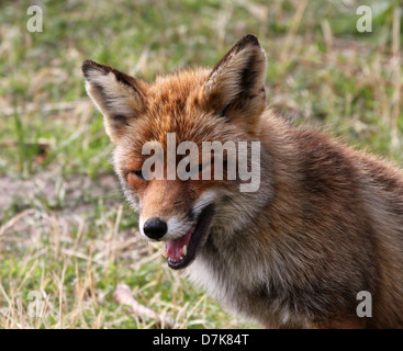 Close-up detailliertes Portrait von einem europäischen wild Rotfuchs (Vulpes Vulpes) Stockfoto