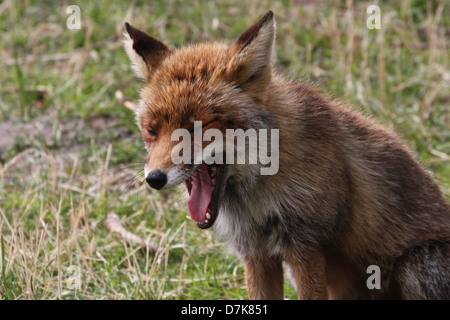 Nahaufnahme von einem wilden europäischen Rotfuchs (Vulpes Vulpes) Gähnen Stockfoto