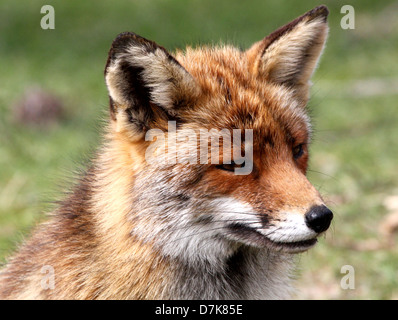 Close-up Portrait von einem wilden europäischen Rotfuchs (Vulpes Vulpes), Kopf und Oberkörper Stockfoto