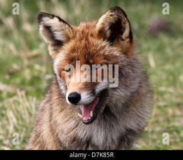 Close-up detailliertes Portrait von einem wilden Rotfuchs (Vulpes Vulpes) Stockfoto