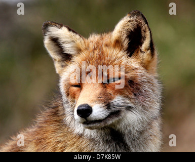 Close-up detailliertes Portrait von einem ergrauten männlichen europäischen Rotfuchs (Vulpes Vulpes) Stockfoto