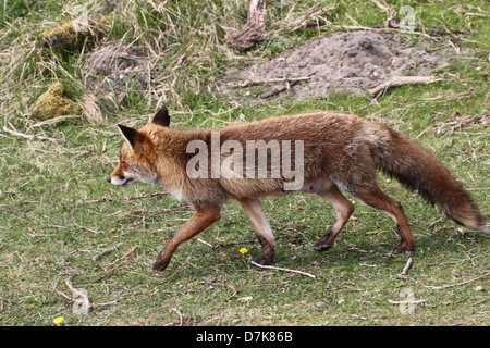 Close-up detailliertes Portrait von einem wilden Rotfuchs (Vulpes Vulpes) Stockfoto