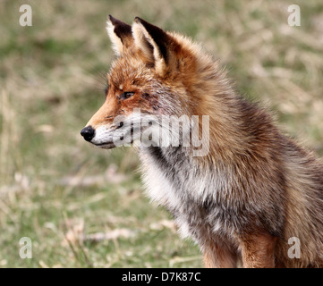 Close-up detailliertes Portrait von einem wilden europäischen Rotfuchs (Vulpes Vulpes) Stockfoto