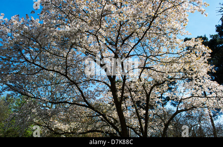 Prunus Sargentii. Sargents Kirsche Baum Blüte im RHS Wisley Gardens, Surrey, England Stockfoto