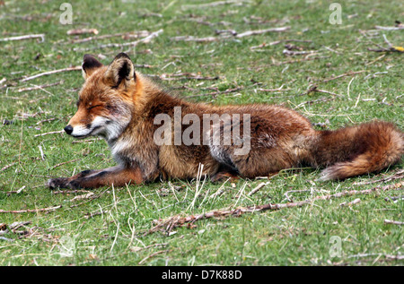 Close-up detailliertes Portrait von einem wilden Rotfuchs (Vulpes Vulpes) faulenzen in der Sommersonne Stockfoto