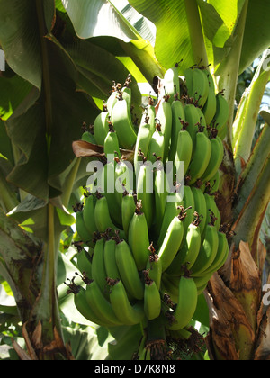 Viel Obst auf Bananenstaude Stockfoto