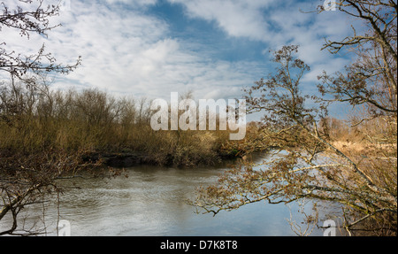 Erle Baum wächst am Ufer des Flusses Braut, einem Nebenfluss des Flusses Blackwater, Grafschaft Waterford, Irland Stockfoto